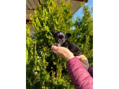Chihuahua