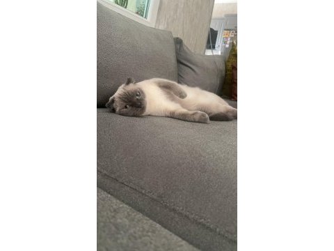 Scottish fold gri