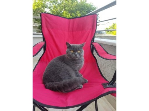 British shorthair kedim için detaylar açıklama