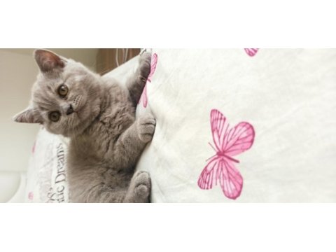 Acil british longhair