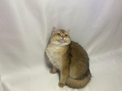 Ny11 golden dişi british shorthair