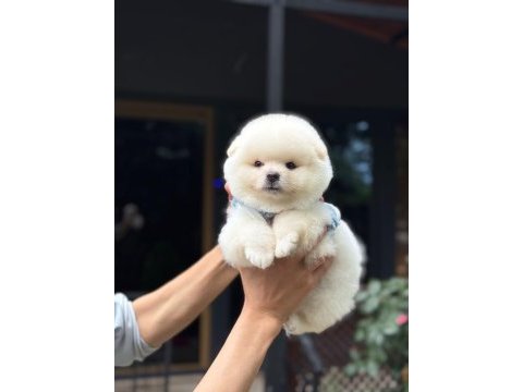 Karbeyaz pomeranian boo