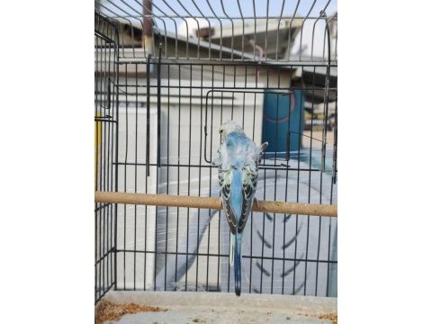 1.5 aylık eğitimlik japones yavru muhabbet kuşu