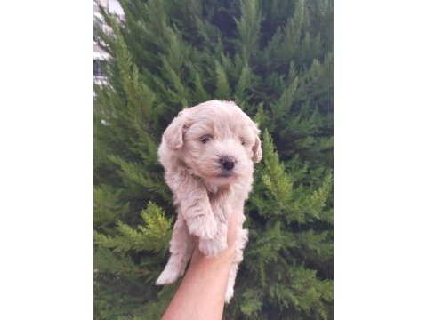 Maltipoo erkek bebeklerimiz