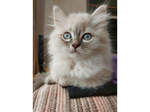 3 aylık erkek british longhair