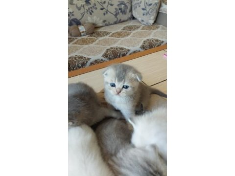 Güzel yavrularımız sahiplendirilecektir scottish fold