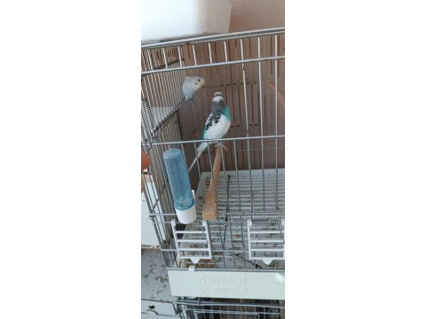 Yeni yeme düşmüş yavrular ve yetişkin muhabbet kuşu takımlar