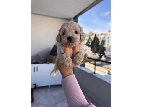Maltipoo yavrularımız