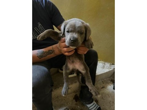Uygun cane corso bir buçuk aylık