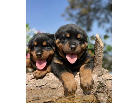 Üst kalite rottweiler yavrular