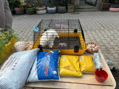 Hollanda lop tavşanı yavrular her yere gönderim
