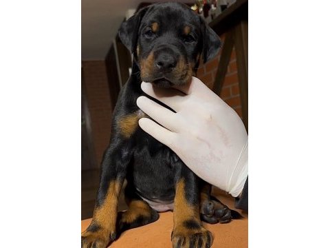 Dev gibi europen doberman yavrular