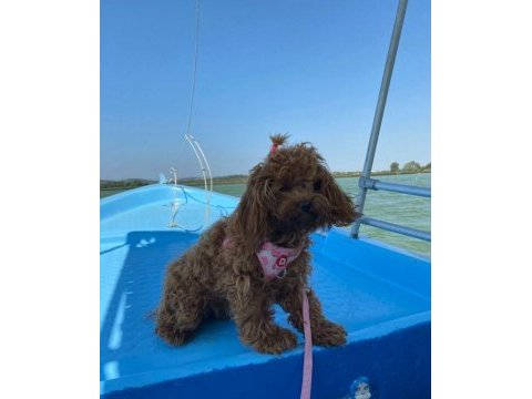Dişi 1 yaşında poodle