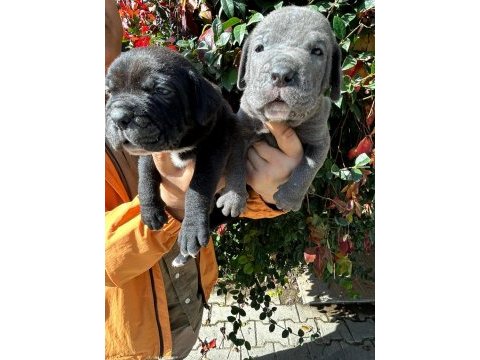Safkan cane corso yavrular