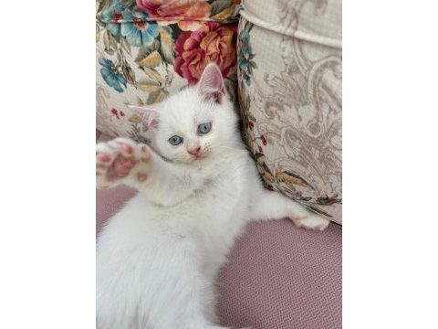 British shorthair kedimiz