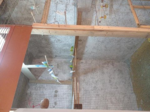 Toplu kümes muhabbet kuşlar