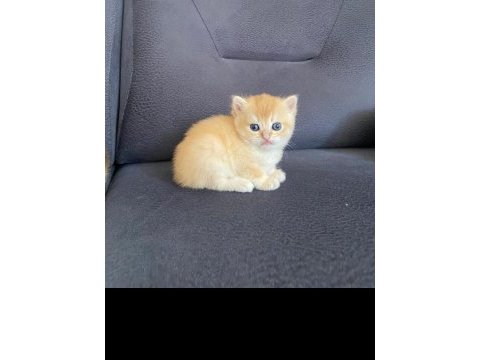 Scottish fold
