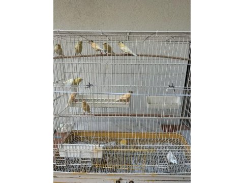 Yavru ve yavrulu kanarya çiftler