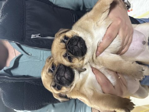 Yavru dişi erkek pug