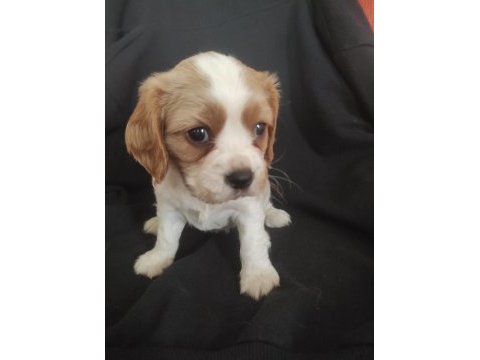 Cavalier king charles