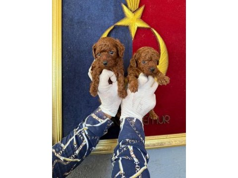 Sevgi dolu ailelerimiz için poodle bebekler