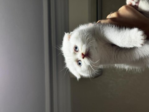 Beyaz scottish fold mavi gözlü dişi 2.5 aylık