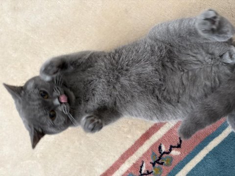 British shorthair dumana yuva arıyoruz