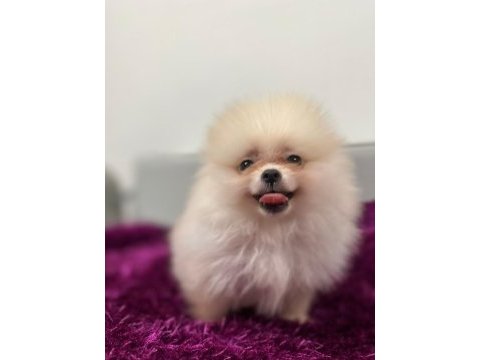 Irk garantılı tea cup pomeranian