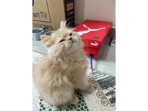 3-4 aylık chinchilla yavrumuza yeni yuva arıyoruz