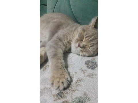 British shorthair
