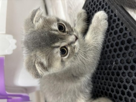 Scottish fold yavrularımız