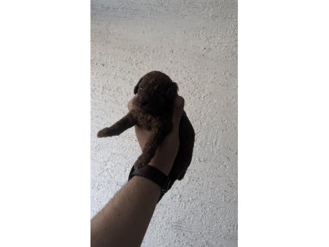 Anne altından teacup kore kan koyu renk genetik poodle