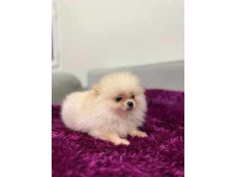 Irk garantılı tea cup pomeranian