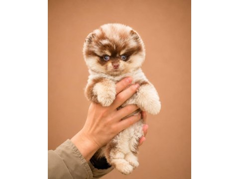 Safkan ırk garantili pomeranian boo yavrularımız