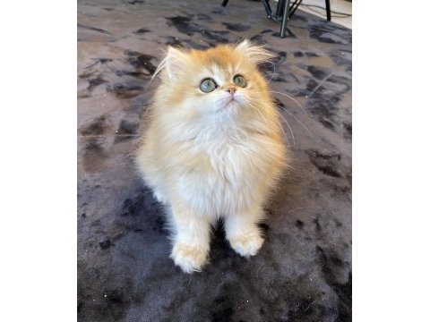 Yüksek kalite golden ny12 dişi british longhair