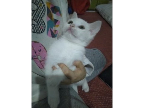 Yakışıklı ve masum yavru 2 aylık british shorthair
