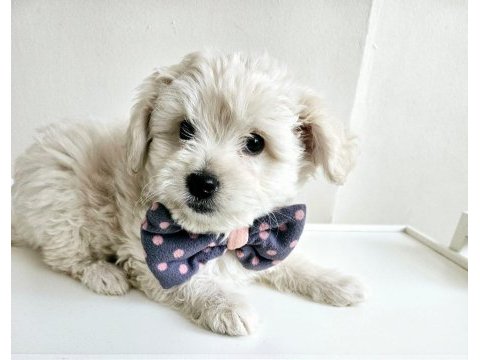 Maltese terrier köpeği