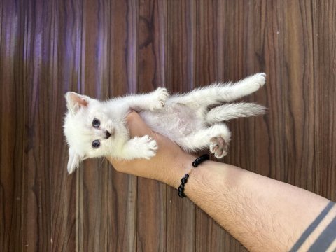 Sağlıklı wc eğitimli kedilerimiz