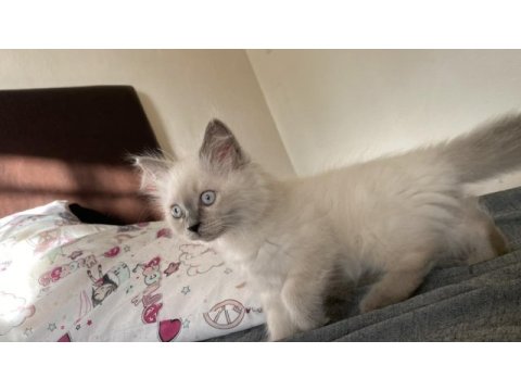 Sahiplendirme british longhair