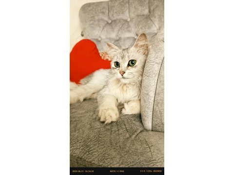 Sakin ev kedisi tasmalı bir şekilde buldum kendisini