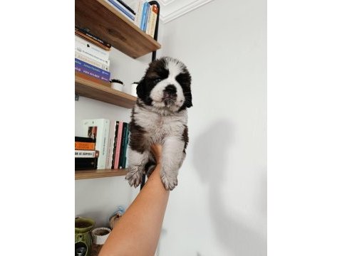 Güzel st bernard bebeğimiz