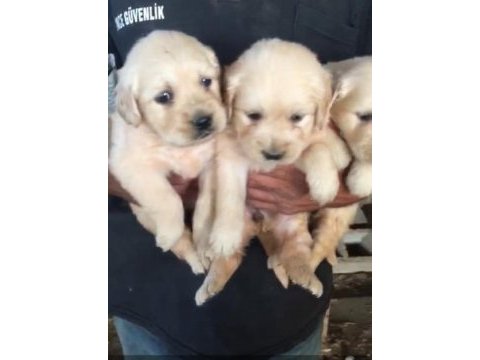 Golden retriever