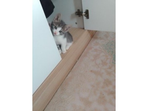 Yavru kedi 7 haftalık