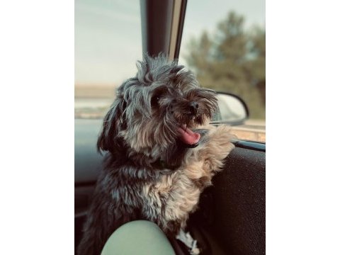 1.5 yaşında yorkshire terrier