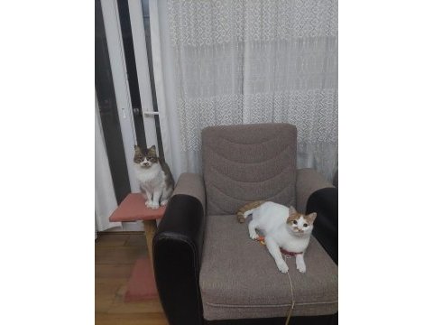 Bıyıklı beyaz kedimiz tarçın bey