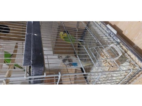 Komple muhabbet kuşlar