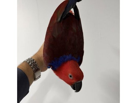 Eclectus papağanı yavru