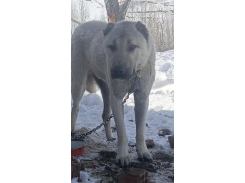 Kangal sivasdan alınır kalite ayı boğanlar
