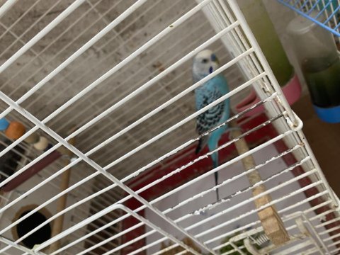 Çiftleşen muhabbet kuşu acil satılık
