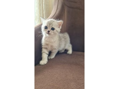 British shorthair silver yavrularımız